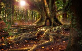 La forêt médiévale, lieu de vie - Conférence UPT